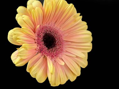 Bahçedeki güzel Gerbera çiçeği