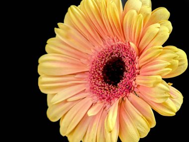 Bahçedeki güzel Gerbera çiçeği