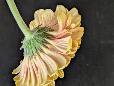 Bahçedeki güzel Gerbera çiçeği