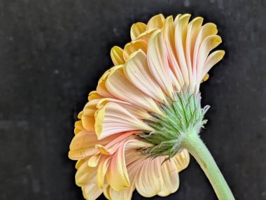 Bahçedeki güzel Gerbera çiçeği