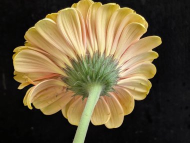 Bahçedeki güzel Gerbera çiçeği