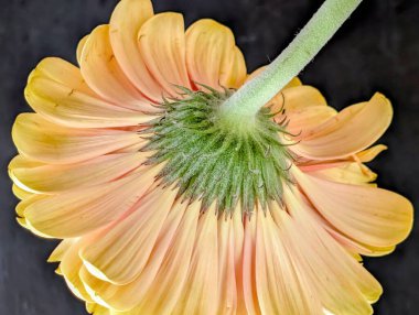 Bahçedeki güzel Gerbera çiçeği