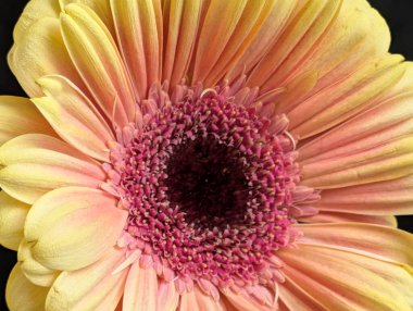 Bahçedeki güzel Gerbera çiçeği