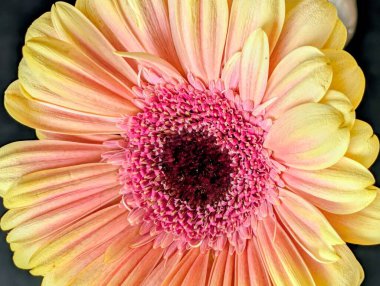 Bahçedeki güzel Gerbera çiçeği