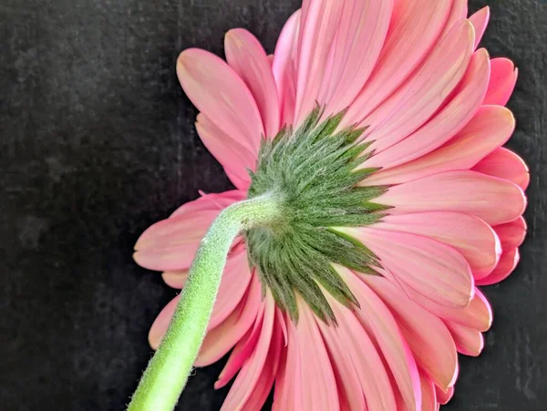 Bahçedeki güzel Gerbera çiçeği