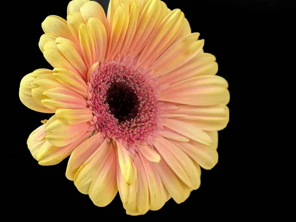 Bahçedeki güzel Gerbera çiçeği