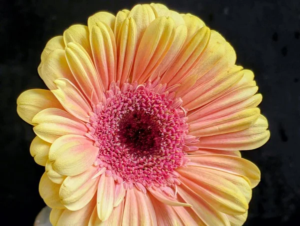 Bahçedeki güzel Gerbera çiçeği