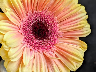 Bahçedeki güzel Gerbera çiçeği