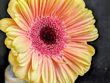 Bahçedeki güzel Gerbera çiçeği