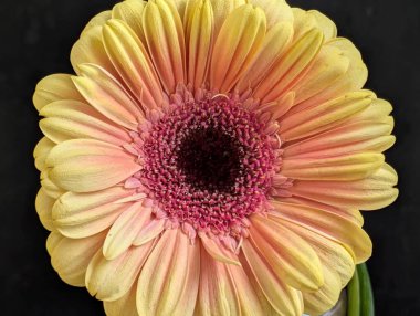 Bahçedeki güzel Gerbera çiçeği