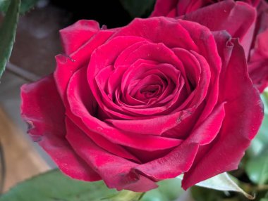 Bahçede güzel kırmızı gül yakın