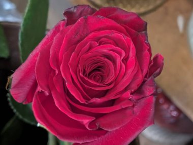 Bahçede güzel kırmızı gül yakın