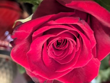 Bahçede güzel kırmızı gül yakın