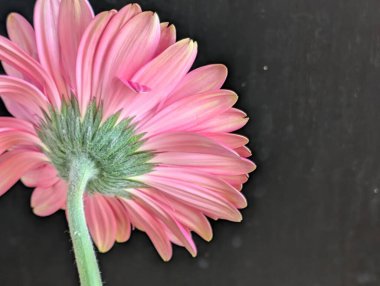 Koyu arkaplanda güzel Gerbera çiçeği