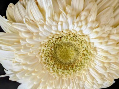 Koyu arkaplanda güzel Gerbera çiçeği