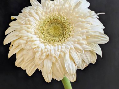 Koyu arkaplanda güzel Gerbera çiçeği