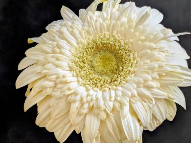 Koyu arkaplanda güzel Gerbera çiçeği