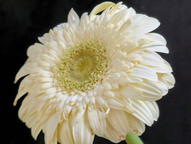 Koyu arkaplanda güzel Gerbera çiçeği