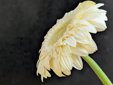 Koyu arkaplanda güzel Gerbera çiçeği