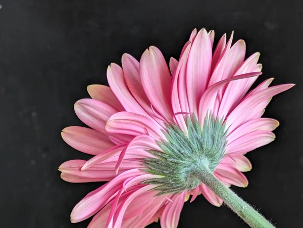 Koyu arkaplanda güzel Gerbera çiçeği