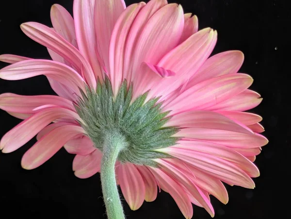 Koyu arkaplanda güzel Gerbera çiçeği