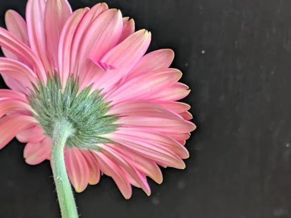 Koyu arkaplanda güzel Gerbera çiçeği