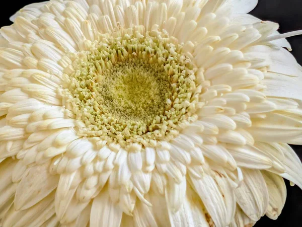 Koyu arkaplanda güzel Gerbera çiçeği