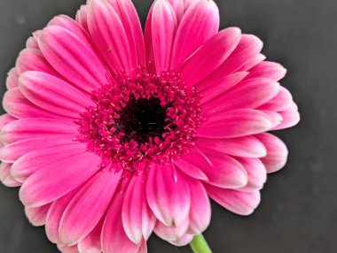 Koyu arkaplanda güzel pembe gerbera çiçeği