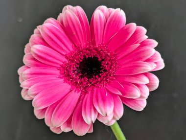 Koyu arkaplanda güzel pembe gerbera çiçeği