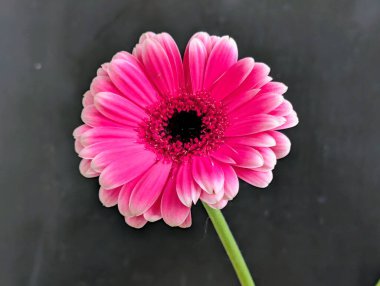 Koyu arkaplanda güzel pembe gerbera çiçeği