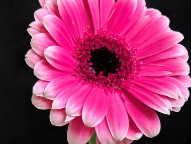 Koyu arkaplanda güzel pembe gerbera çiçeği