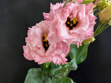 Siyah arka planda pembe östoma çiçekleri