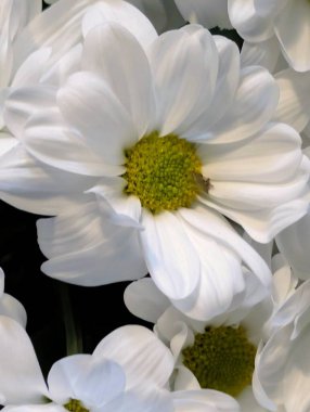 siyah zemin üzerine beyaz krizantem