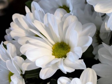 siyah zemin üzerine beyaz krizantem