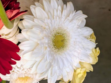 Karanlık arka planda güzel Gerbera çiçeği, yaz konsepti, yakın görüş