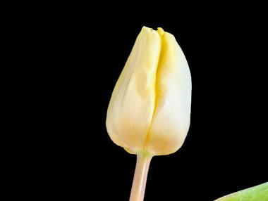 Siyah arka planda güzel lale çiçeği