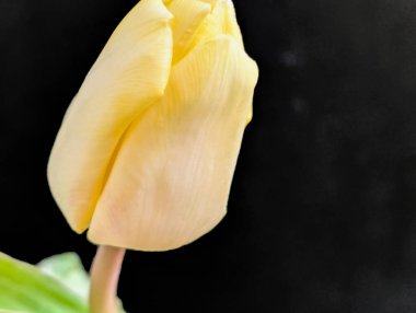 Siyah arka planda güzel lale çiçeği