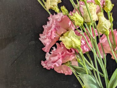 Siyah arka planda pembe östoma çiçekleri