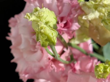 Siyah arka planda pembe östoma çiçekleri