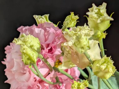 Siyah arka planda pembe östoma çiçekleri