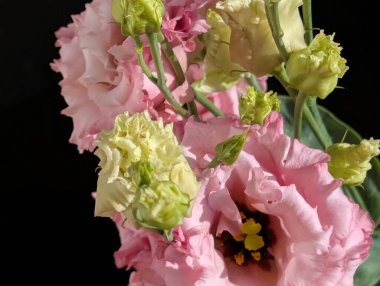 Siyah arka planda pembe östoma çiçekleri