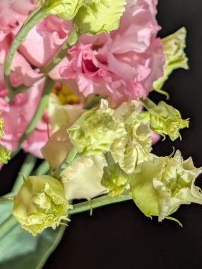 Siyah arka planda pembe östoma çiçekleri