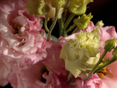 Siyah arka planda pembe östoma çiçekleri