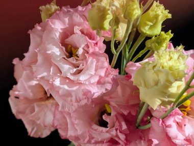 Siyah arka planda pembe östoma çiçekleri