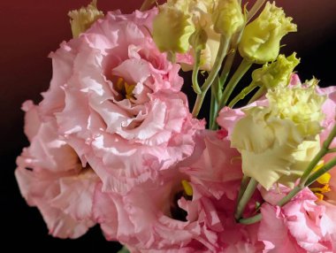 Siyah arka planda pembe östoma çiçekleri