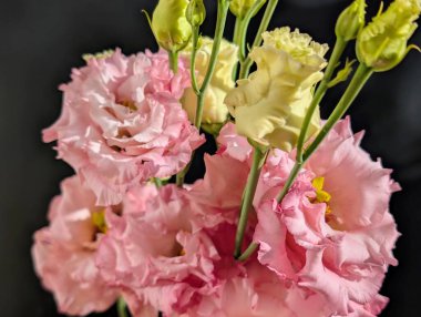 Siyah arka planda pembe östoma çiçekleri