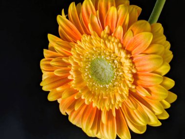 Karanlık arka planda güzel Gerbera çiçeği, yaz konsepti, yakın görüş