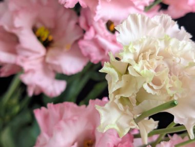 Güzel Eustoma çiçeklerini kapatın.