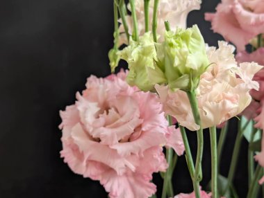 Güzel Eustoma çiçeklerini kapatın.