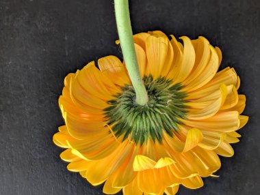 Güzel Gerbera çiçeğini kapat.